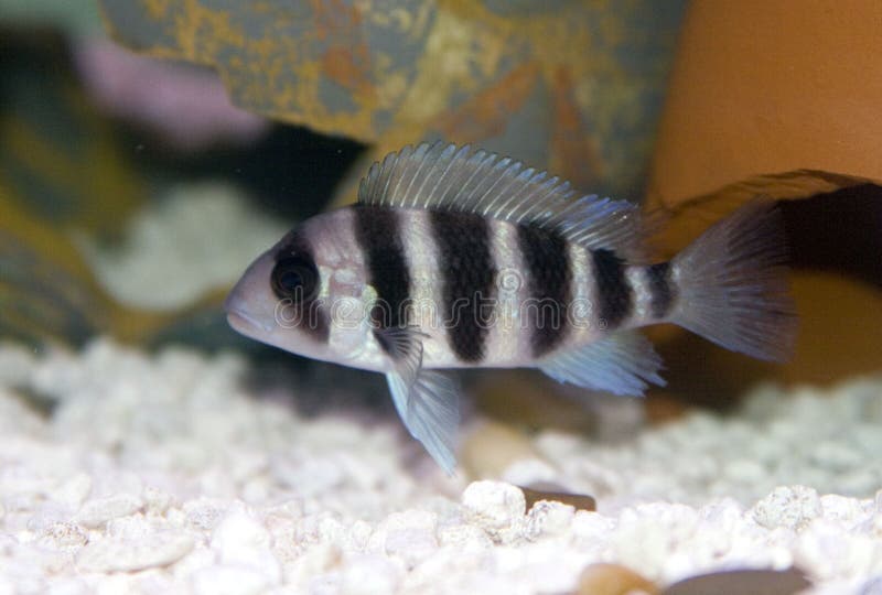 Frontosa Cichlid