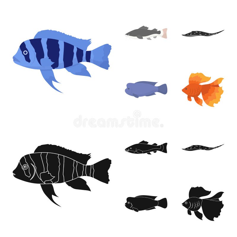 Frontosa, cichlid, phractocephalus hemioliopterus.Fish set collection icons in cartoon,black style vector symbol stock