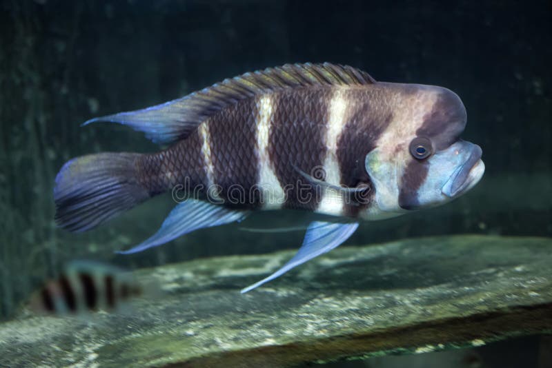 Frontosa Cyphotilapia frontosa.