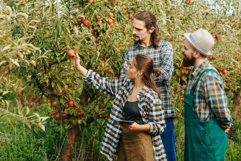 Front view three young people family farmers garden apples inspect trees fruits girl touch leaves hands look at tablet. Woman two men stand against the background of fertile green trees in the garden. Front view three young people family farmers garden apples inspect trees fruits girl touch leaves hands look at tablet. Woman two men stand against the background of fertile green trees in the garden.