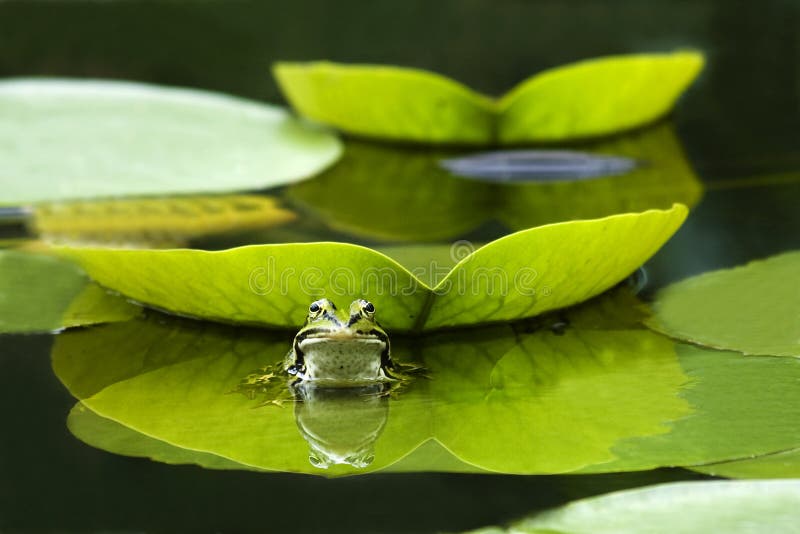 Frog sitting on the lily leaf, reflection. Frog sitting on the lily leaf, reflection