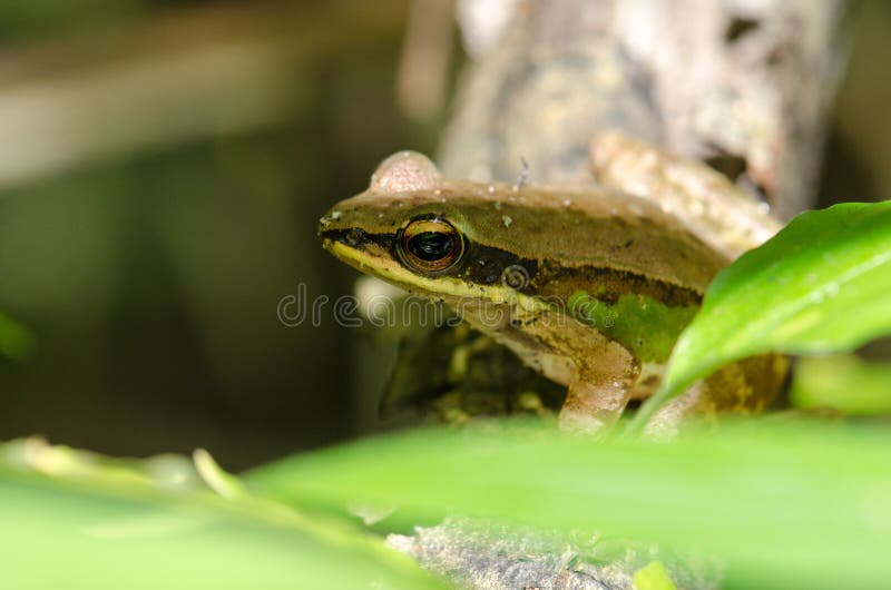 Frosch, der auf einem schönen grünen Laub des Baumasts A sitzt lizenzfreie stockfotografie Frosch, der auf einem schönen grünen Laub des Baumasts A sitzt lizenzfreie stockfotografie