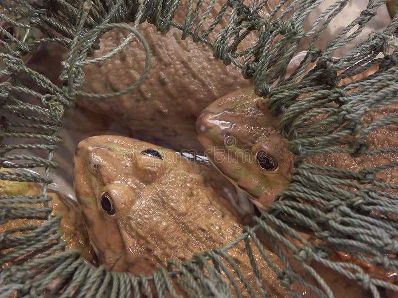 Frosch in der Falle stockfoto. Bild von frösche, frei 5226330