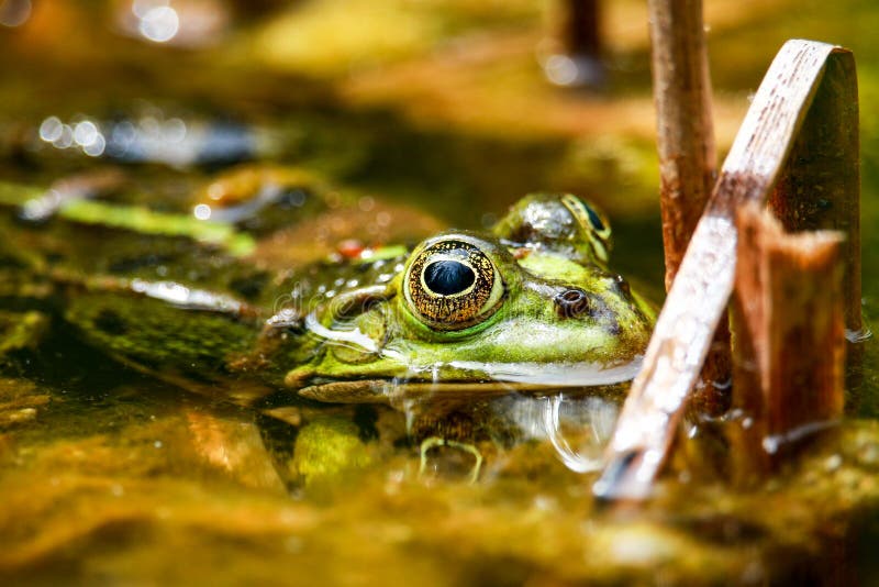 Frosch, Der Auf Einem Travertin Im Teich Sitzt Stockfoto Bild von