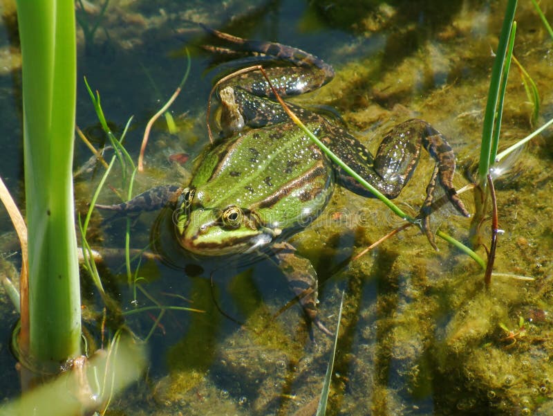 Frosch in einem Teich stockbild. Bild von amphibie, stiel 132207