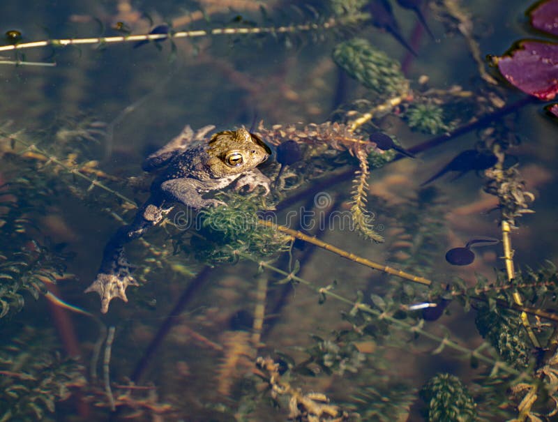 Frosch Im Teich Mit Kaulquappen Stockbild - Bild von änderung, frühling ...