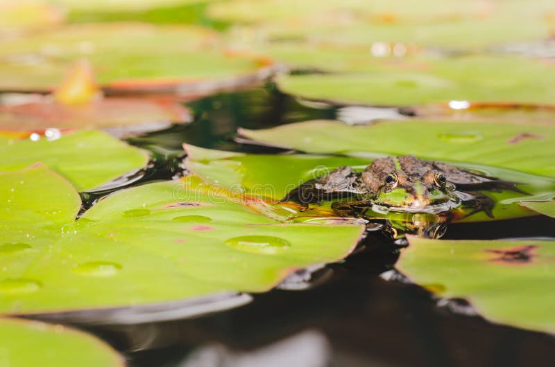 Frosch Sch?ne Natur Frosch, der auf dem Lilienblatt im Teich sitzt stockfoto Frosch Sch?ne Natur Frosch, der auf dem Lilienblatt im Teich sitzt stockfoto