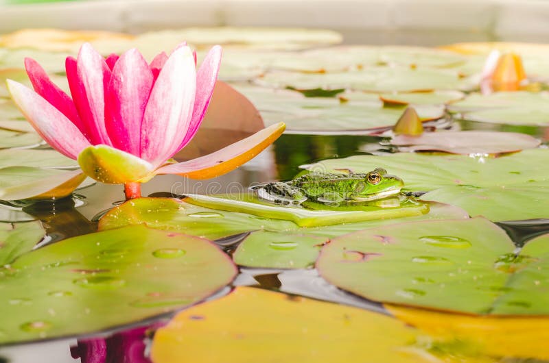 Frosch und Blume einer Lilie Sch?ne Natur Frosch auf einem Blatt einer Seerose in einem Teich nahe einer Lilienblume stockfotografie Frosch und Blume einer Lilie Sch?ne Natur Frosch auf einem Blatt einer Seerose in einem Teich nahe einer Lilienblume stockfotografie