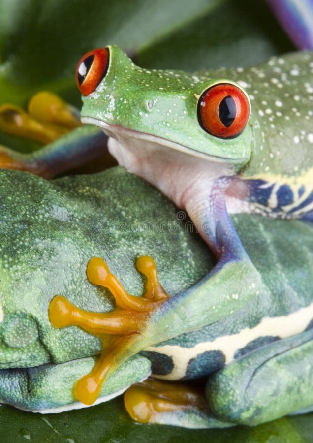 Frosch Zwei Bild. Bild 1819428