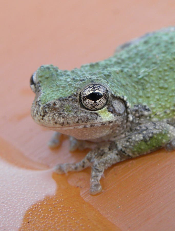 Froschaugen stockfoto. Bild von nett, frosch, grün, amphibie