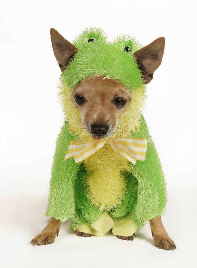 Frosch und Hund stockbild. Bild von mischen, hund, grün 117526813