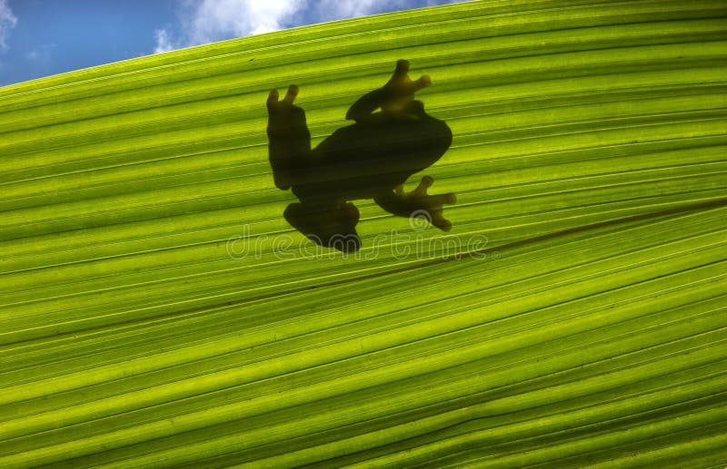 Froschschattenbild lizenzfreie stockfotografie