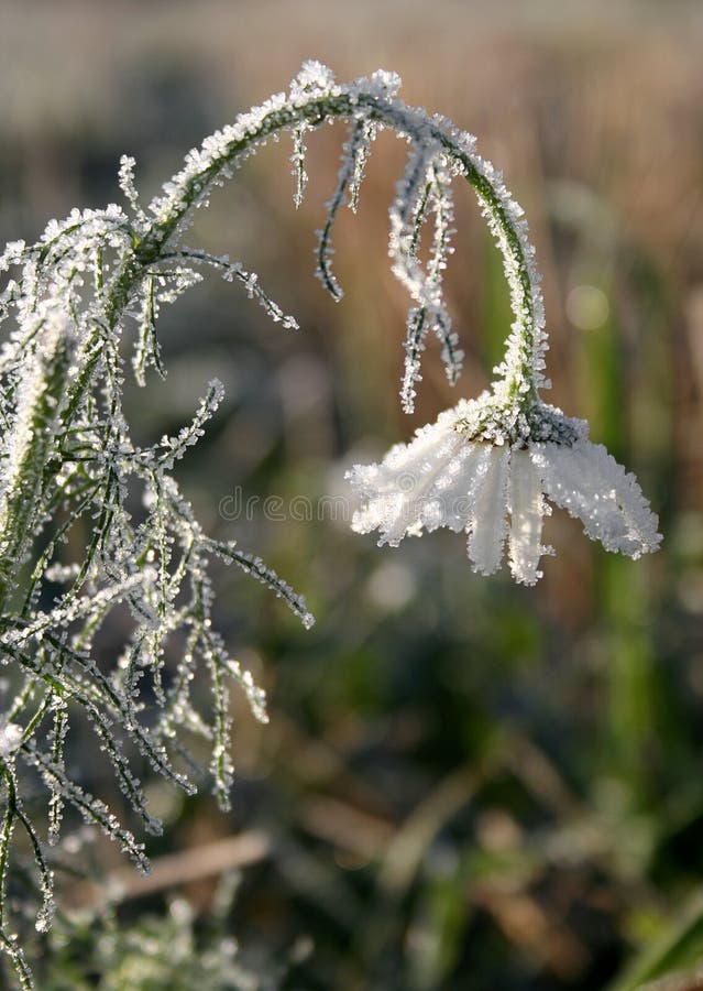 Frost