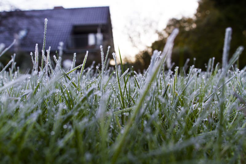 Frost auf Gras