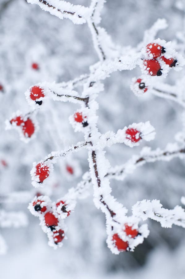 Frost auf roten Beeren