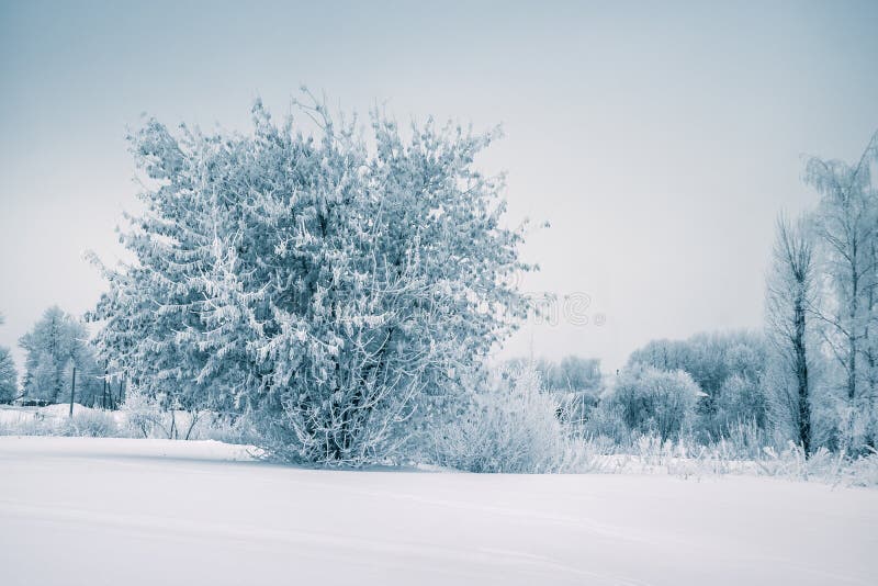 Frost-Baum im Winterwald auf Morgen mit frischem Schnee
