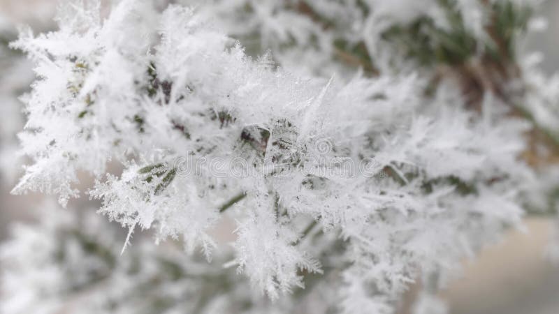 Frost on a branch of spruce, snowflakes close up