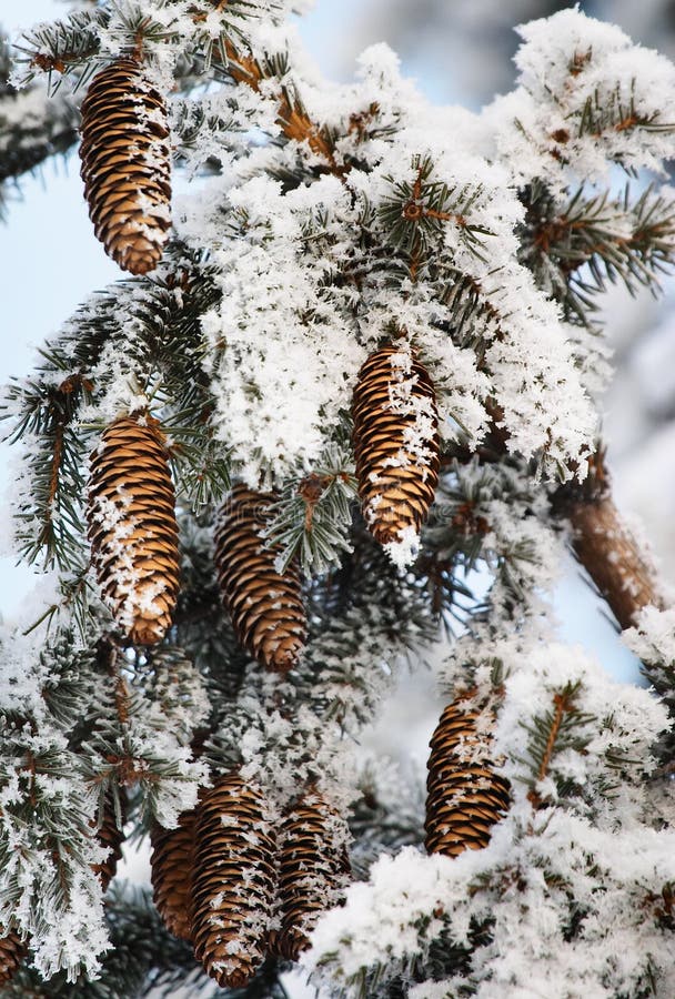 Frost covered fir tree