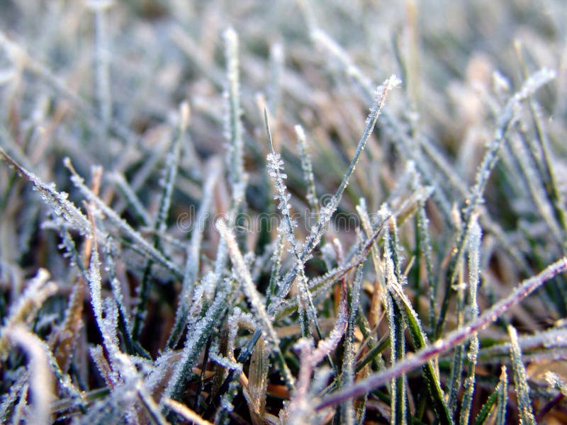 Frost covered grass