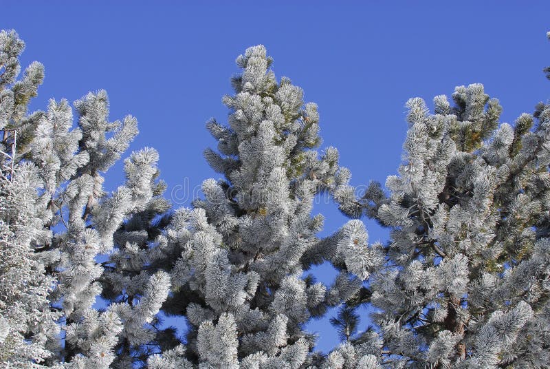 Frost Covered Pine Trees