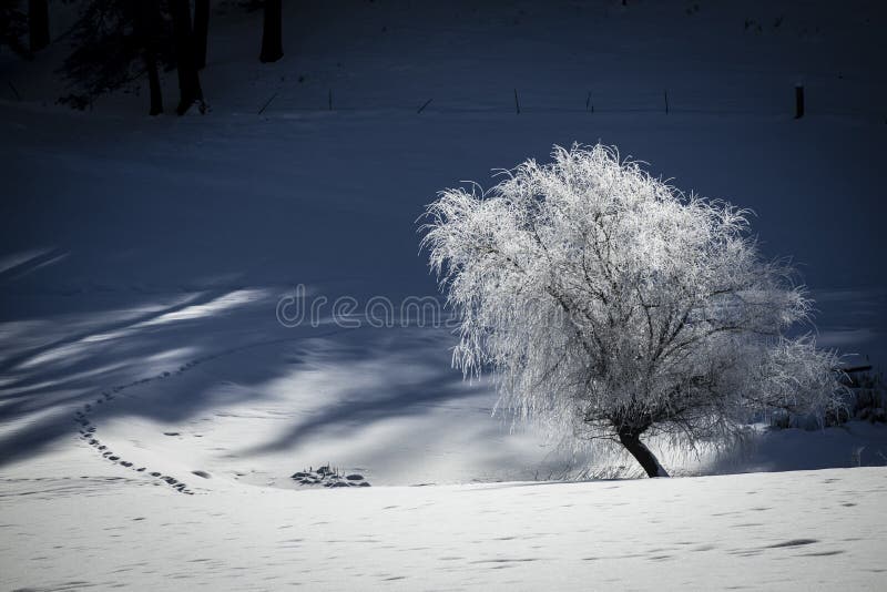 Frost covered tree in snowy field