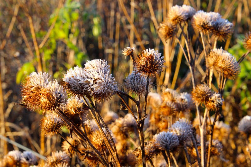 The frost disigner new flowers