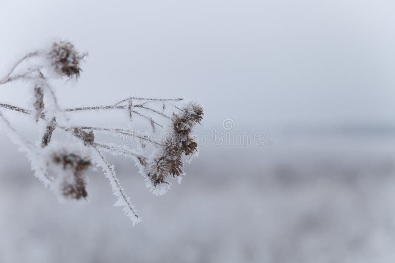Frost en una hierba Paisaje natural provincial ruso en tiempo melanc?lico Foco selectivo Profundidad del campo baja foto de archivo libre de regalías Frost en una hierba Paisaje natural provincial ruso en tiempo melanc?lico Foco selectivo Profundidad del campo baja foto de archivo libre de regalías