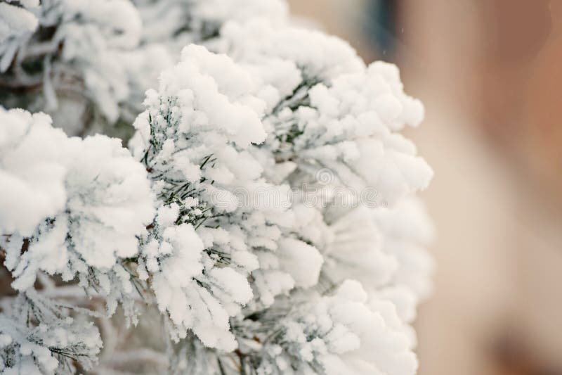 Frost on fir tree. Snow covered branch on natural background. Christmas and new year. Winter nature concept. Season greetings and holidays celebration. Frost on fir tree. Snow covered branch on natural background. Christmas and new year. Winter nature concept. Season greetings and holidays celebration.