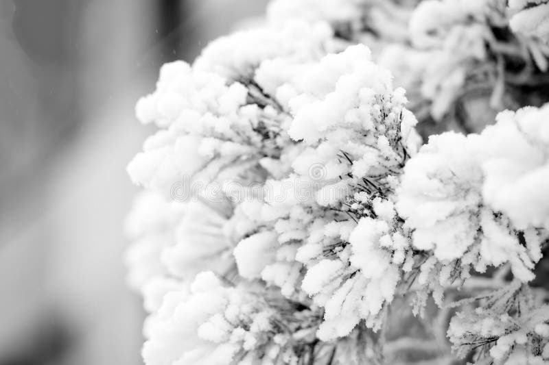 Frost on fir tree. Snow covered branch on natural background. Christmas and new year. Winter nature concept. Season greetings and holidays celebration. Frost on fir tree. Snow covered branch on natural background. Christmas and new year. Winter nature concept. Season greetings and holidays celebration.