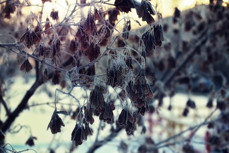 Frost en árboles el invierno imágenes de archivo libres de regalías Frost en árboles el invierno imágenes de archivo libres de regalías