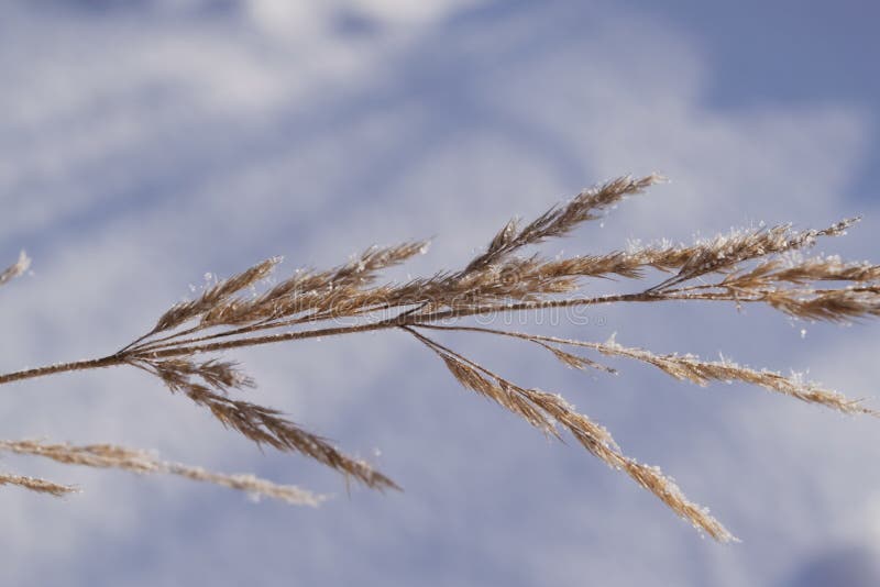 Hoarfrost on a Dry Blade of Grass in Winter, Closeup. Stock Image