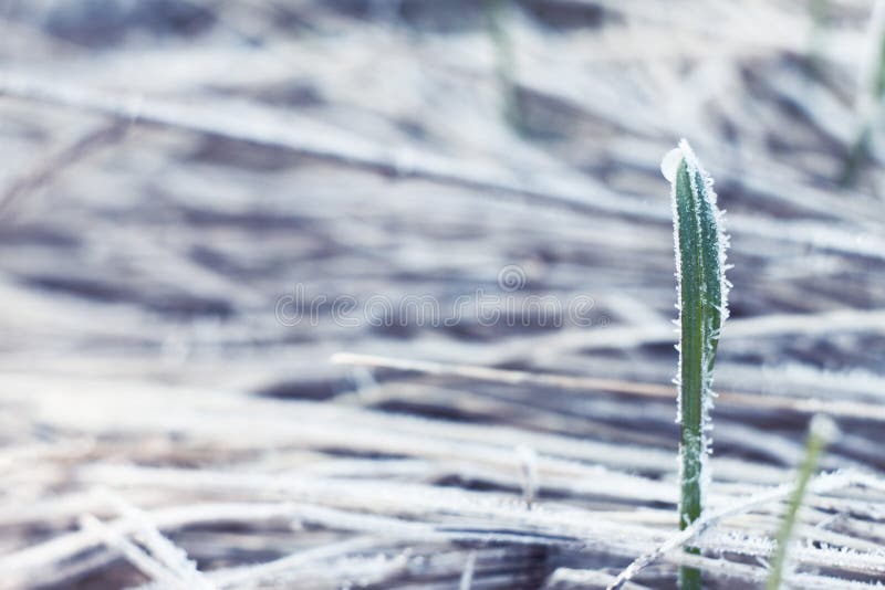 Frost on grass stock image. Image of herbage, botany 39275303