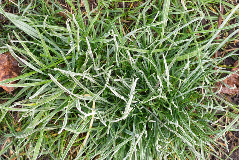 Frost on lawn grass and leaves of trees close-up in autumn. The concept of the first frost stock photos