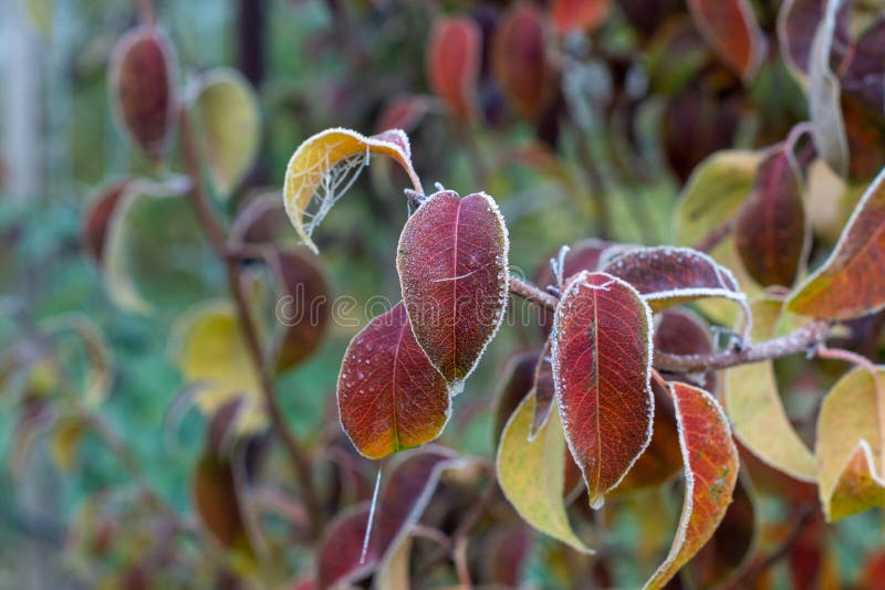 Frost on lawn grass and leaves of trees close-up in autumn. The concept of the first frost royalty free stock photos
