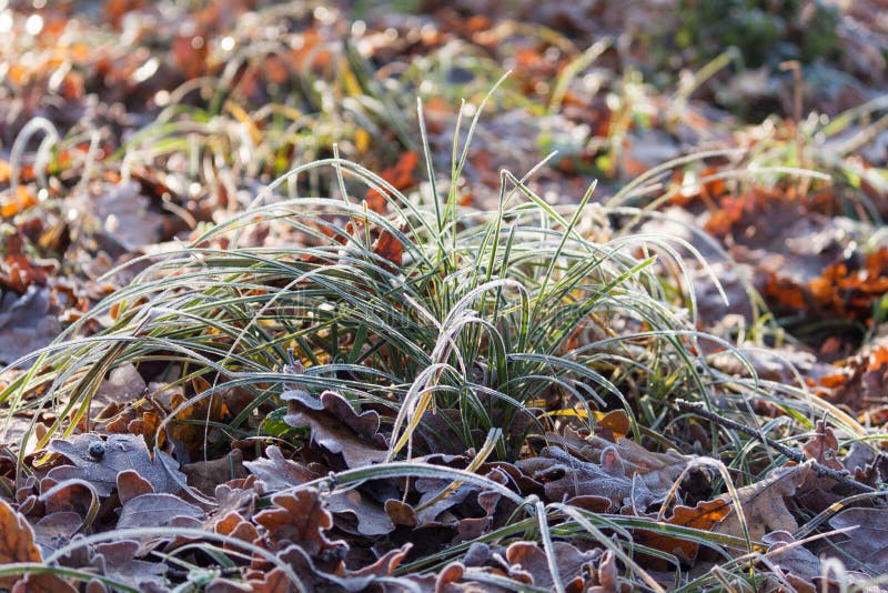 Frost na grama, a luz da manhã e o outono gramam e as folhas foto de stock Frost na grama, a luz da manhã e o outono gramam e as folhas foto de stock