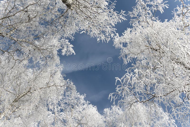 Frost nas árvores foto de stock royalty free Frost nas árvores foto de stock royalty free