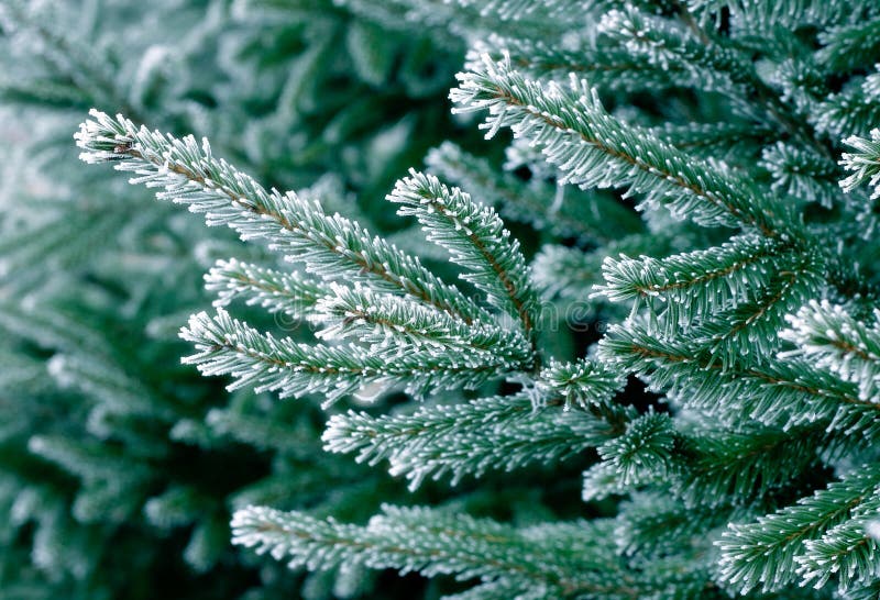 Frost on Pine Tree