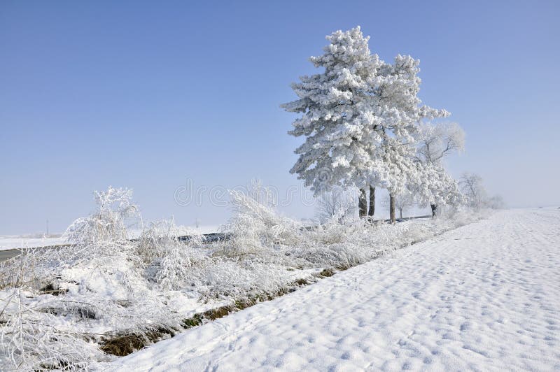 Frost pine in a winter day