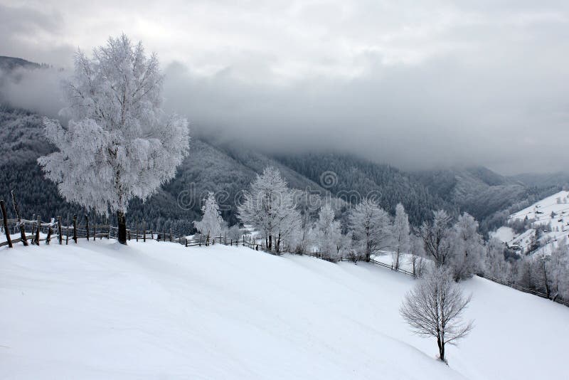 Frost på träden i en kall molnig dag arkivbild Frost på träden i en kall molnig dag arkivbild