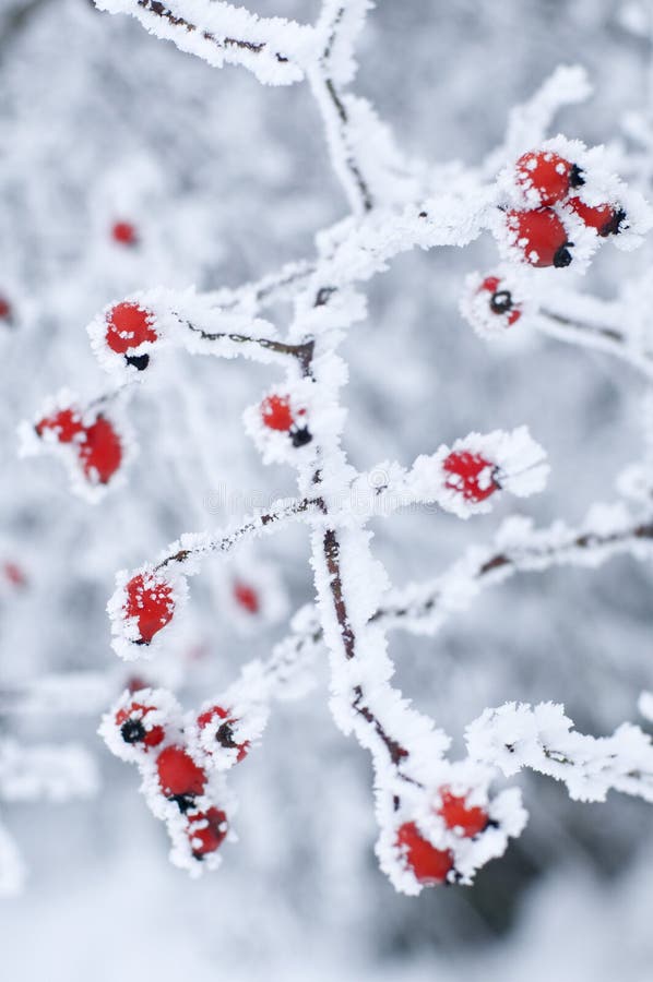 Frost on red berries