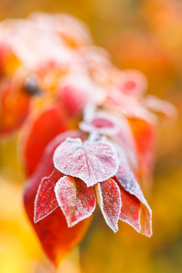 Frost on red leaves close up in autumn