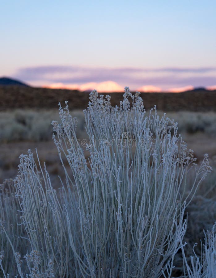 Frost reveste poucas plantas de deserto abaixo de Sierra Nevada no nascer do sol foto de stock Frost reveste poucas plantas de deserto abaixo de Sierra Nevada no nascer do sol foto de stock