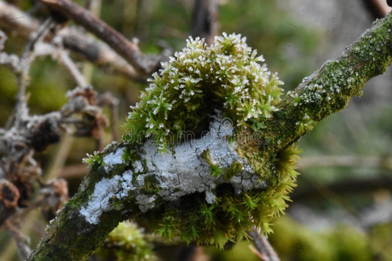 Frost Rimed Moss and Lichen on an Oak Tree. Lichens often form grey crusty or powdery growths often on the trunks and branches of trees. Together with various mosses they can be seen intermingling with each other entwined almost as one organism. They provide structural interesting and a colourful patchwork upon the starkness of trees in Winter. Mosses thrive in moist damp conditions whilst providing shelter for micro fauna. The British Isles not surprisingly are home to some 800 species