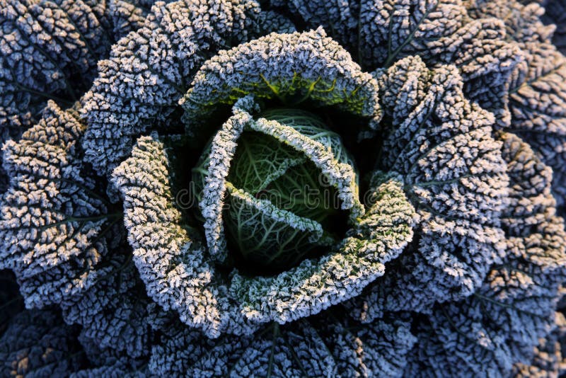 Frost on savoy cabbage