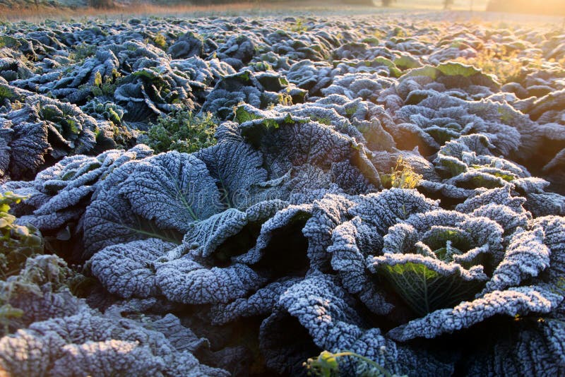 Frost on savoy cabbage field