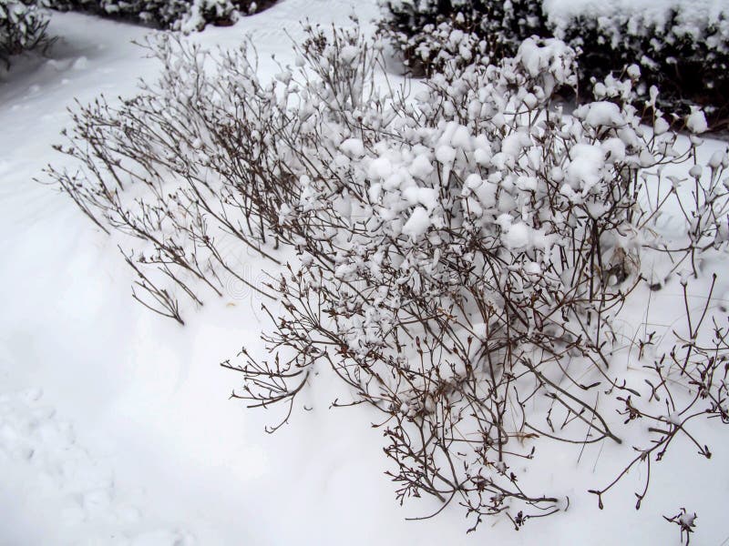Frost snow-covered bush stem on the ground royalty free stock photo Frost snow-covered bush stem on the ground royalty free stock photo