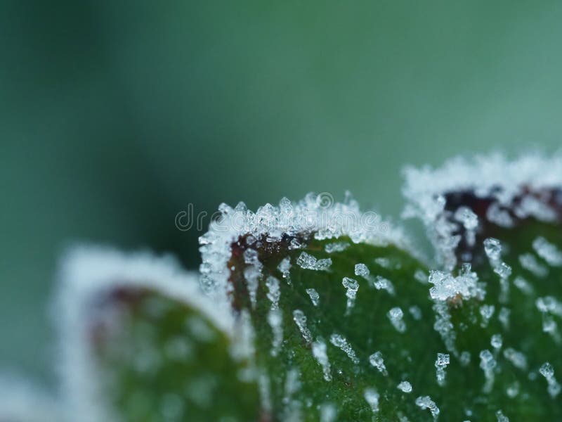Frost on strawberry leave royalty free stock photo Frost on strawberry leave royalty free stock photo
