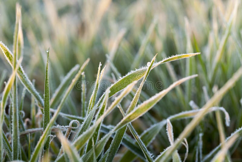 Frost on the wheat
