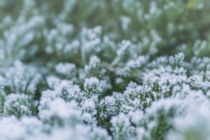 Frost на ветвях в зиме зима температуры России ландшафта 33c января ural Предпосылка зимы с снегом разветвляет листья дерева прив стоковые изображения Frost на ветвях в зиме зима температуры России ландшафта 33c января ural Предпосылка зимы с снегом разветвляет листья дерева прив стоковые изображения