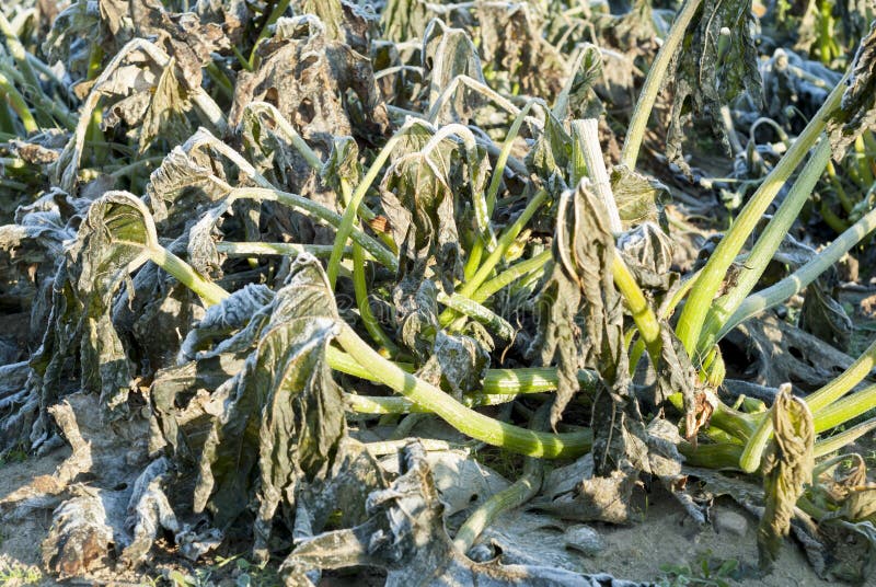 Frost повредил завод Courgette. стоковая фотография Frost повредил завод Courgette. стоковая фотография